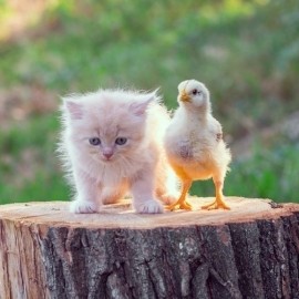 Het is een Mismatch!